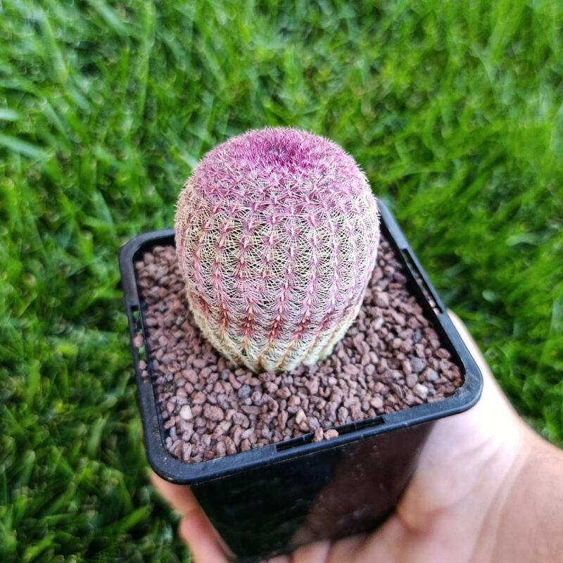 Echinocereus