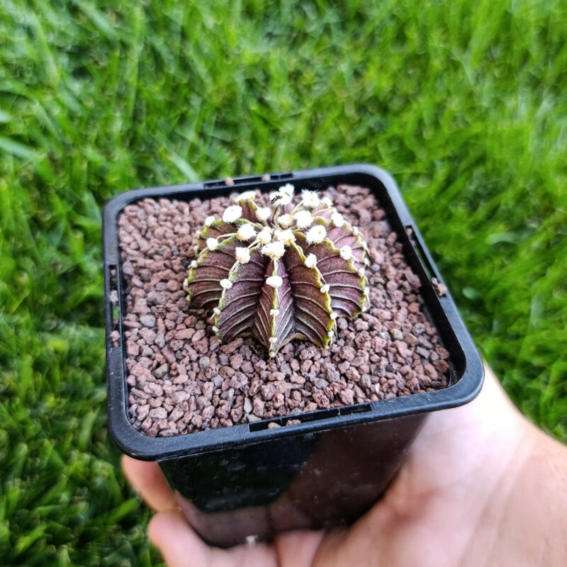 gymnocalycium friedrichii