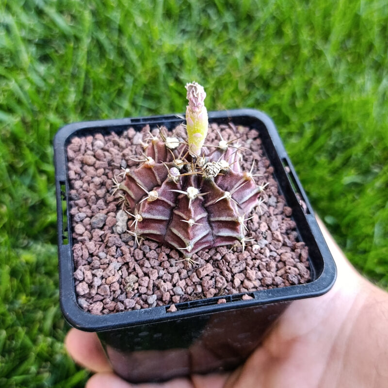 Gymnocalycium mihanovichii