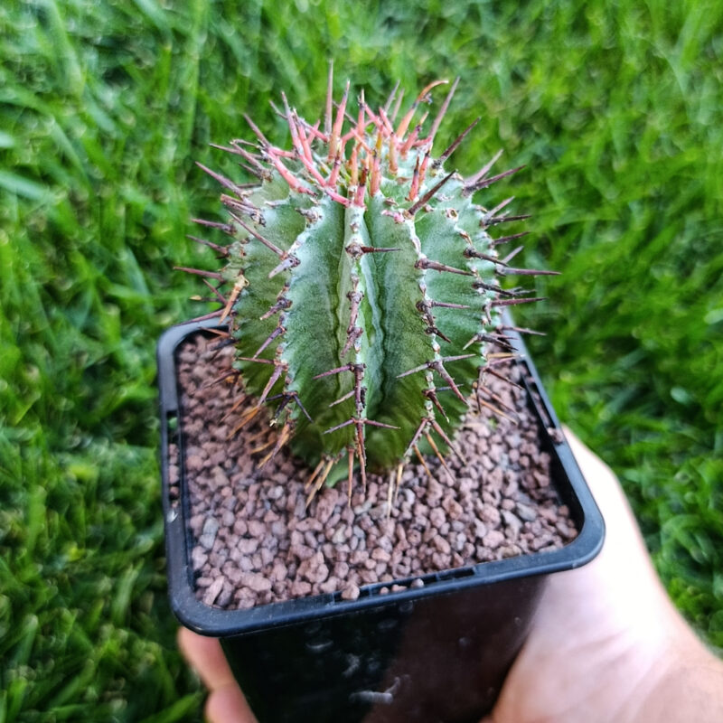 Euphorbia horrida