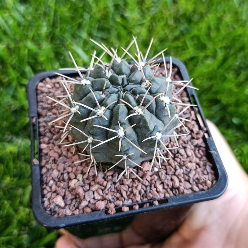 Gymnocalycium borthii ssp nogolense