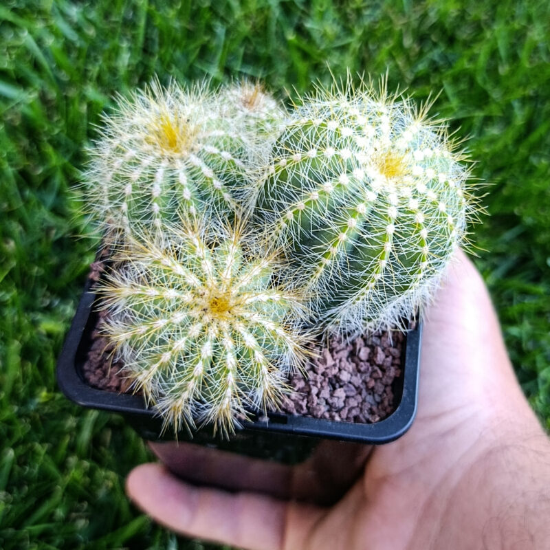 Parodia