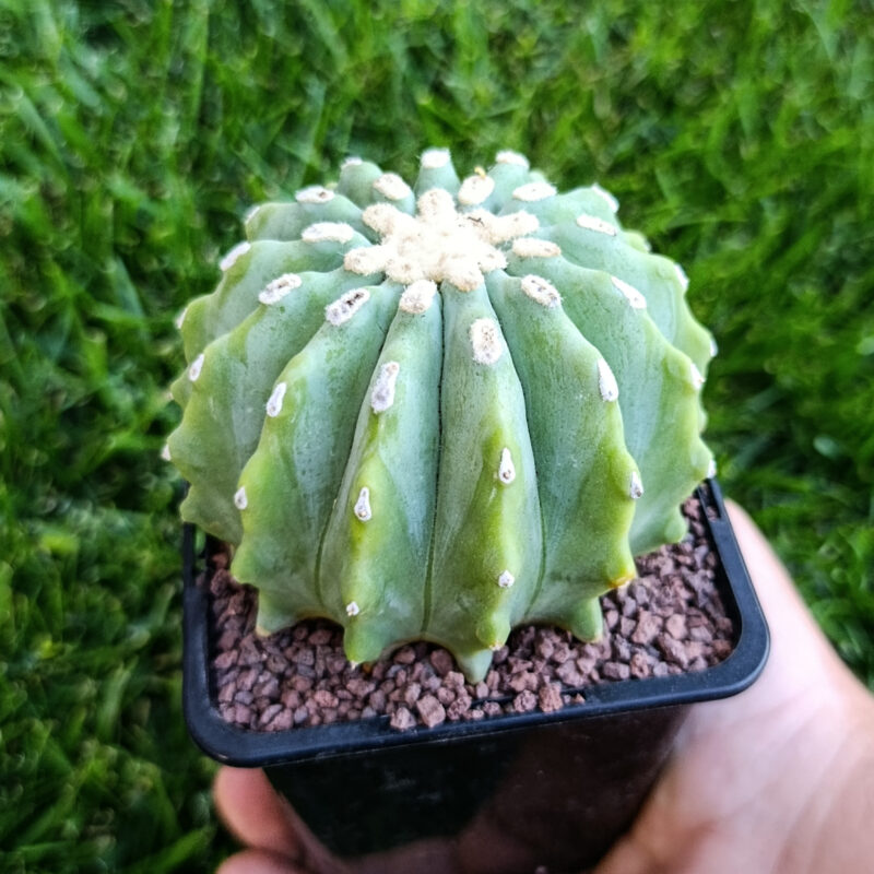 Ferocactus