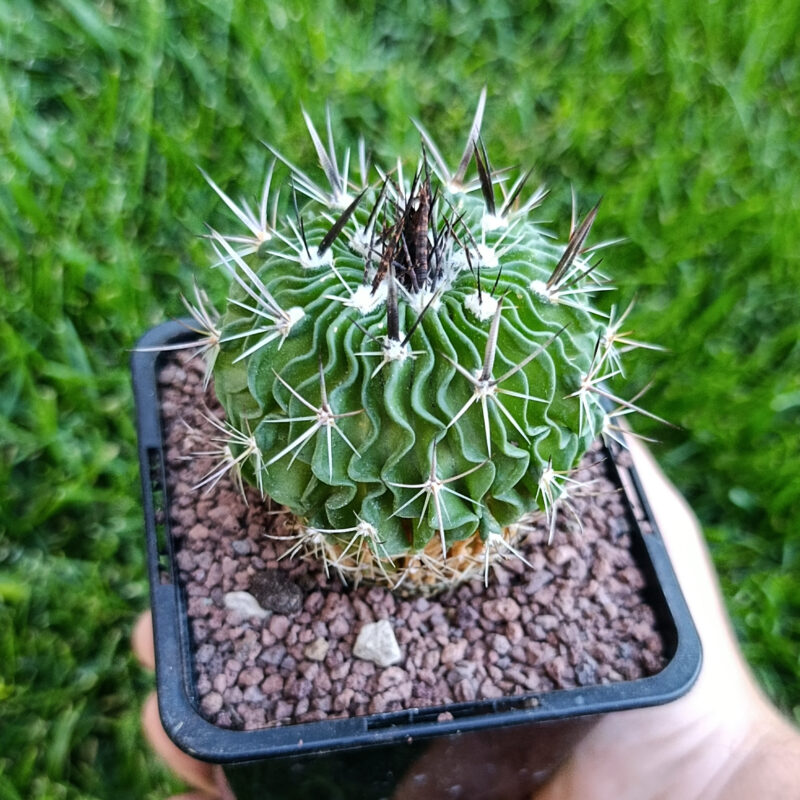 Echinocactus multicostatus