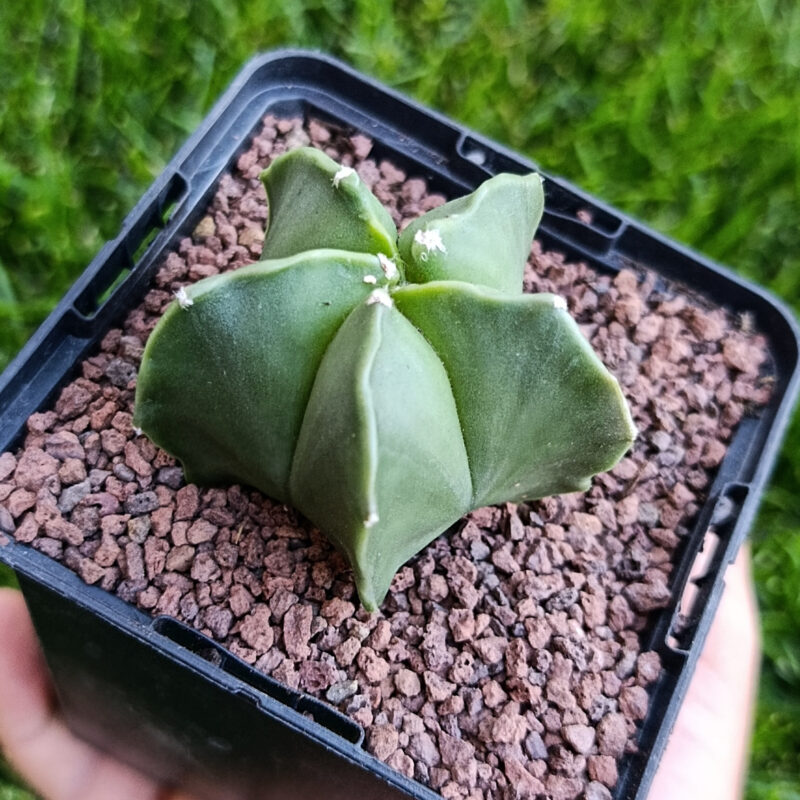 Astrophytum myriostigma