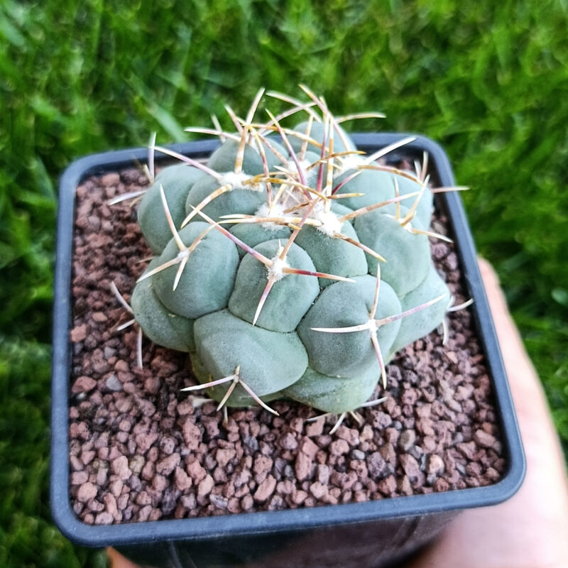 Thelocactus hexaedrophorus