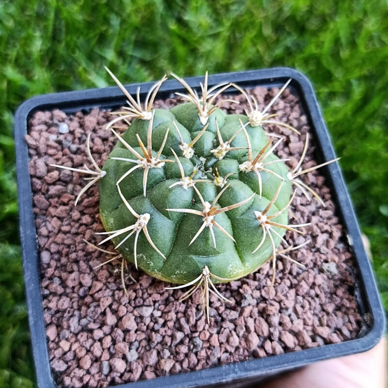 Gymnocalycium angulatum var. denudatum