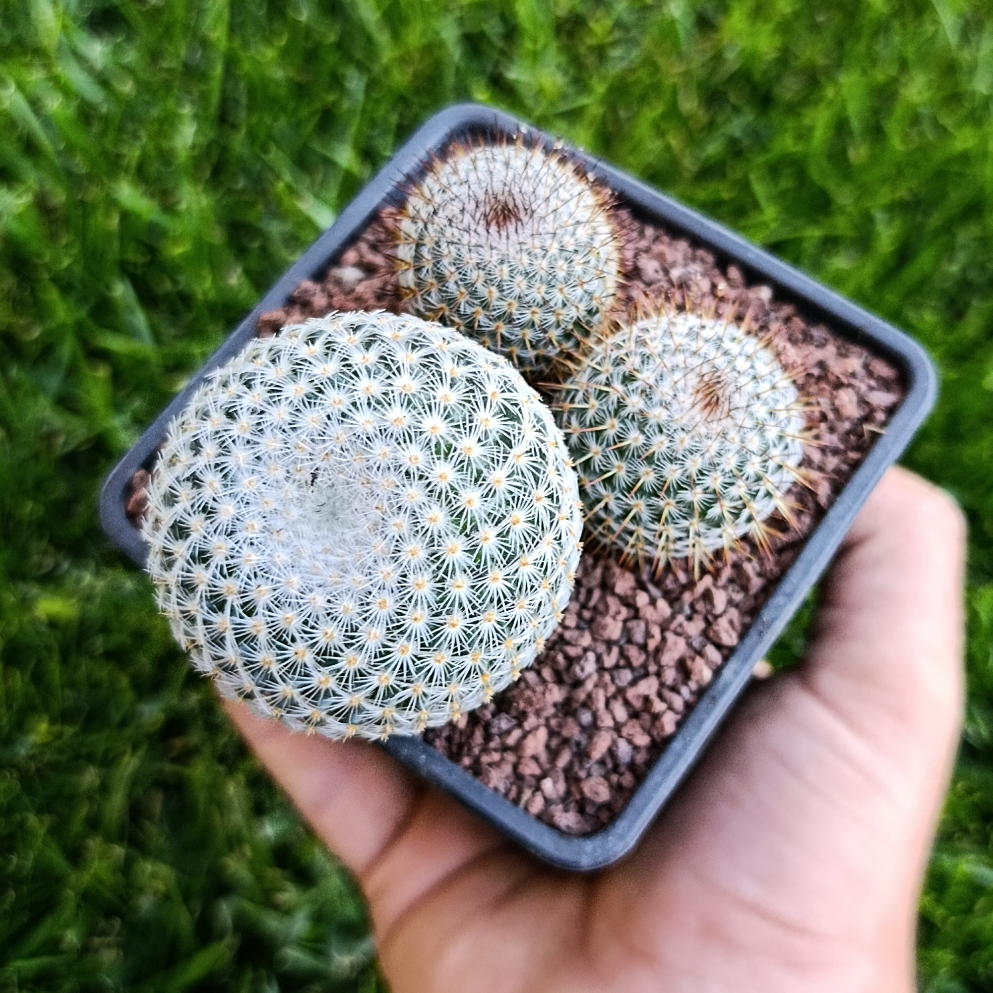 Mammillaria
