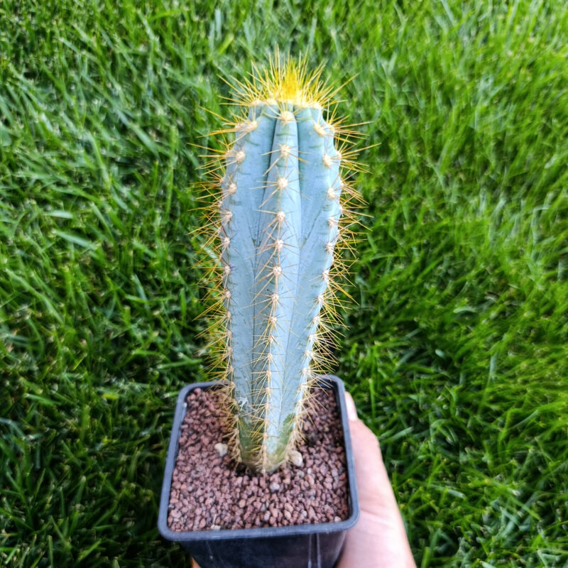 Pilosocereus