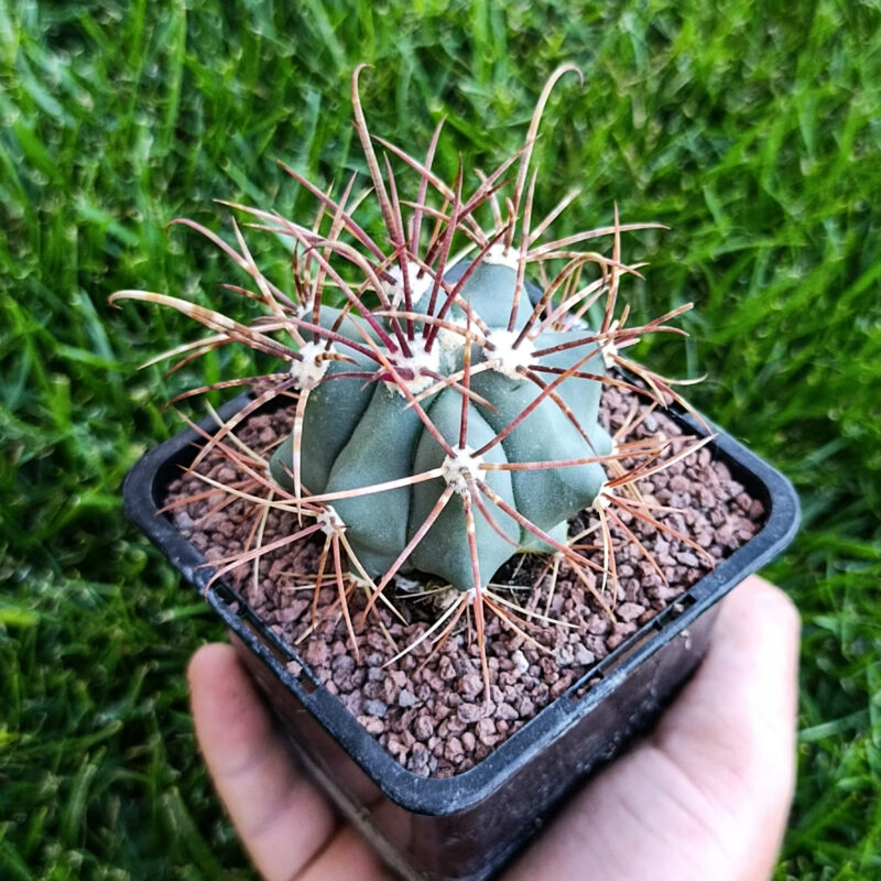 ferocactus emoryi