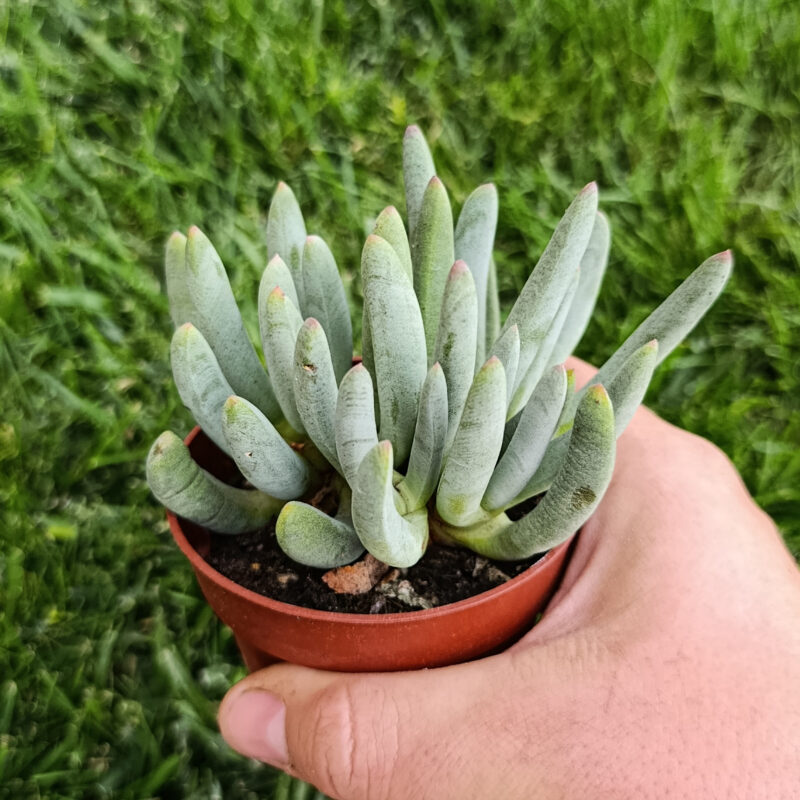 Antimima ventricosa