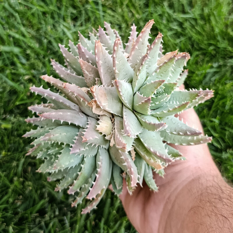 Aloe brevifolia
