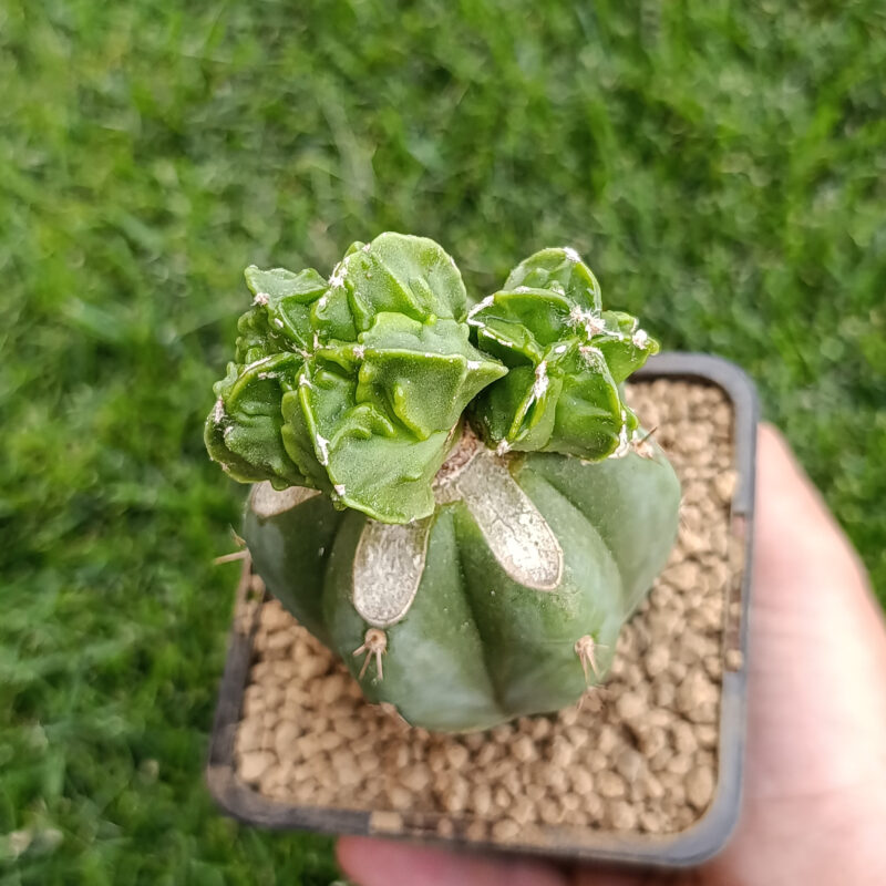 Astrophytum myriostigma cv fukuryu (injertado)