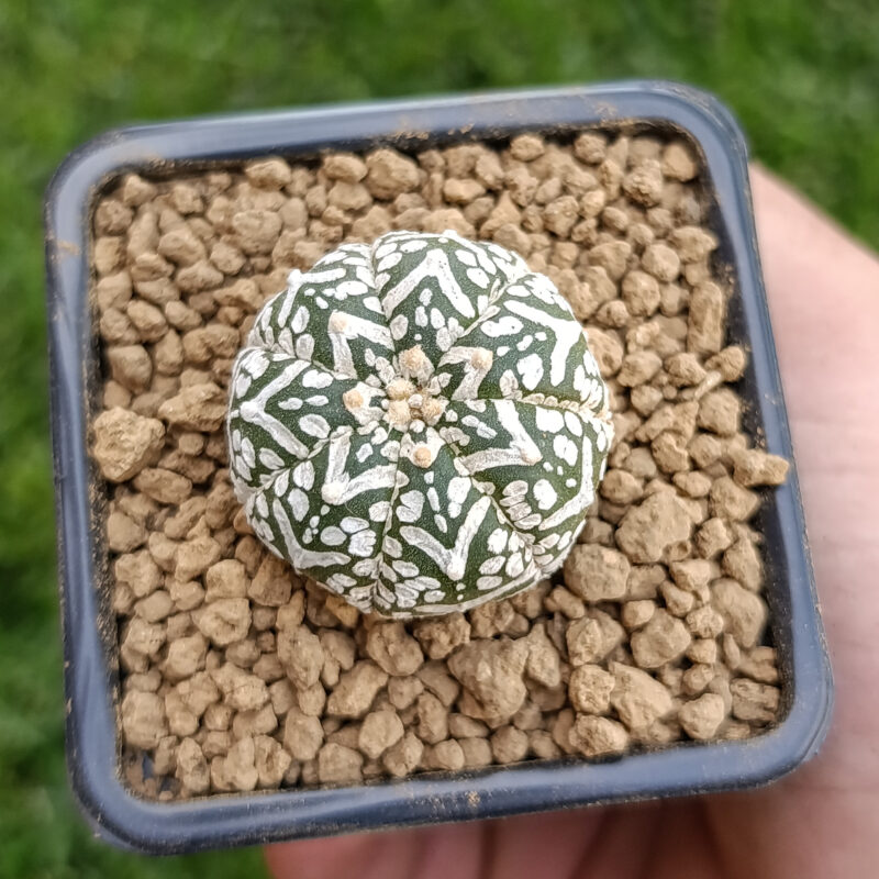 Astrophytum asterias cv superkabuto v-type