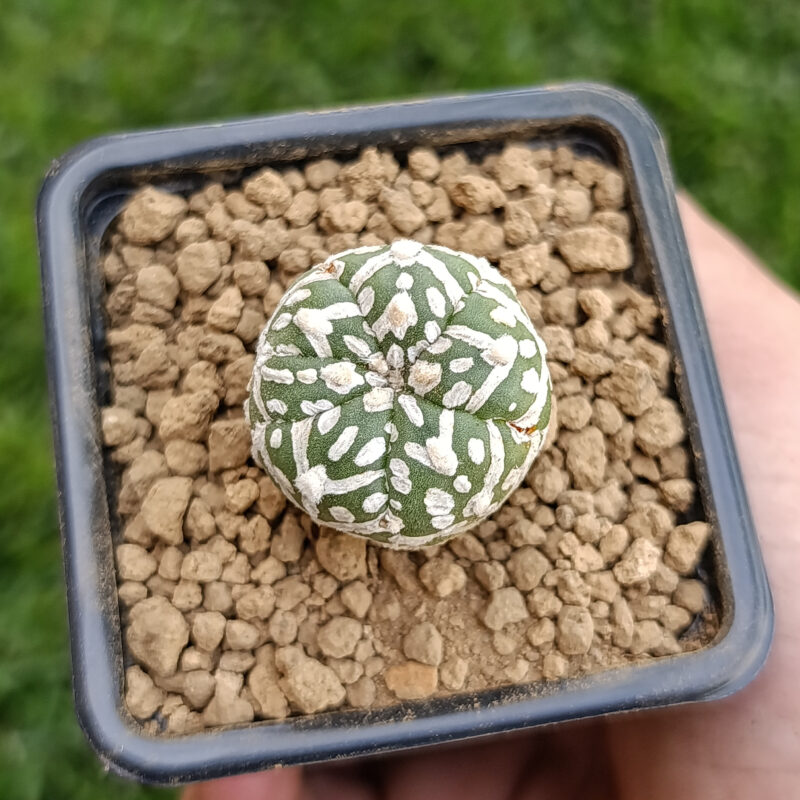 Astrophytum asterias cv superkabuto v-type