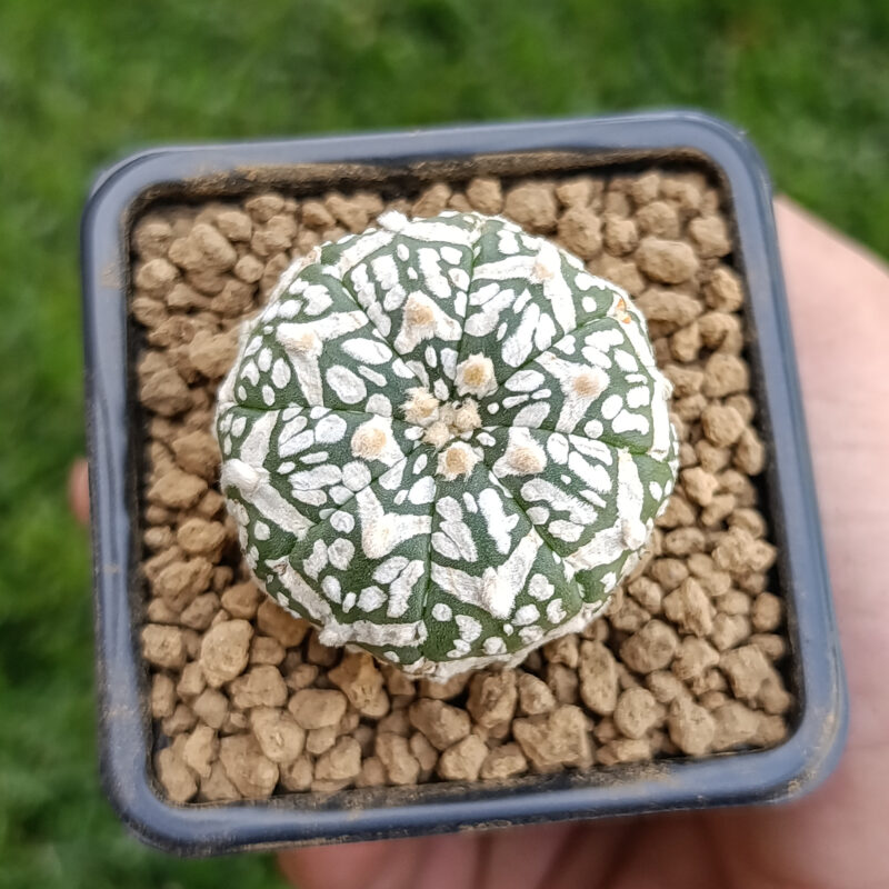Astrophytum asterias cv superkabuto v-type