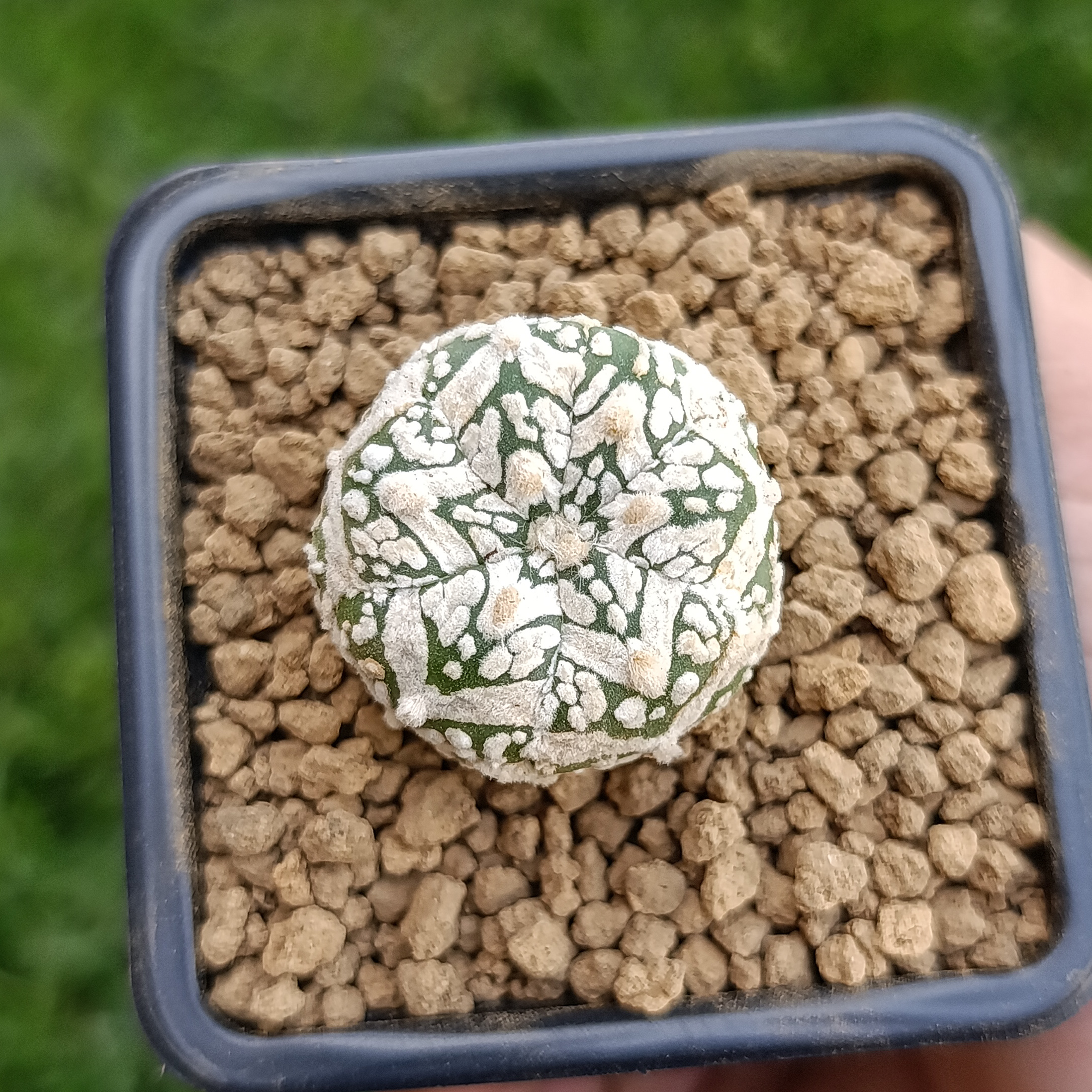 Astrophytum