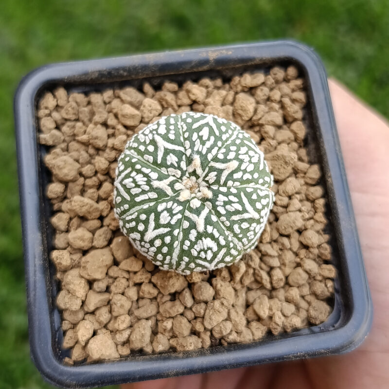 Astrophytum asterias cv superkabuto v-type
