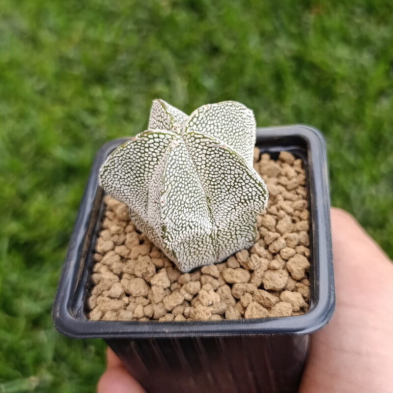 Astrophytum myriostigma cv onzuka