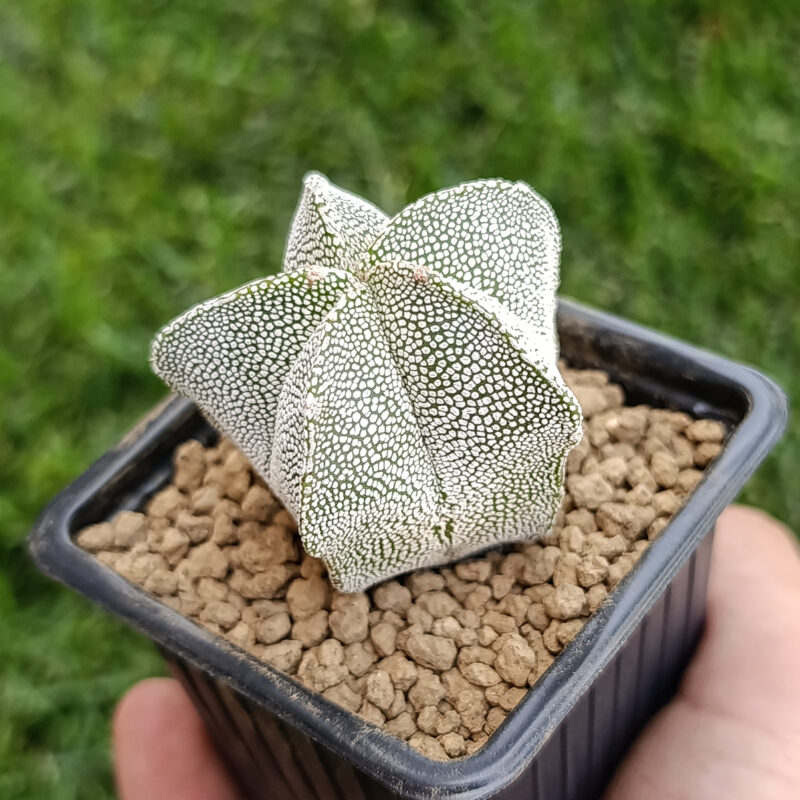 Astrophytum myriostigma cv onzuka