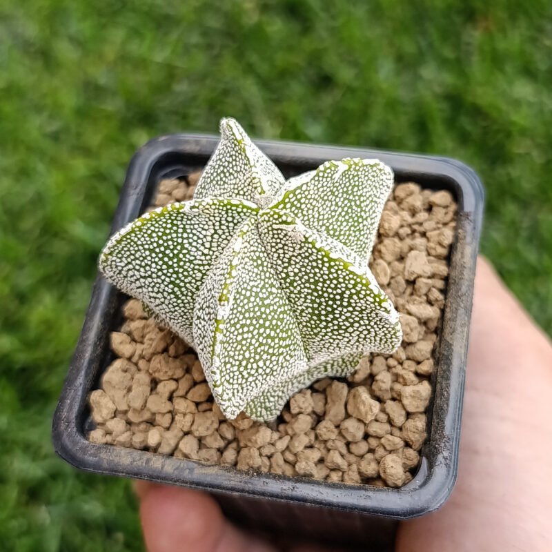 Astrophytum myriostigma cv onzuka