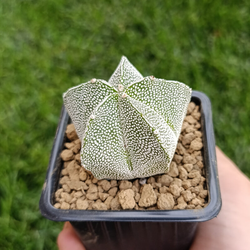 Astrophytum myriostigma cv onzuka