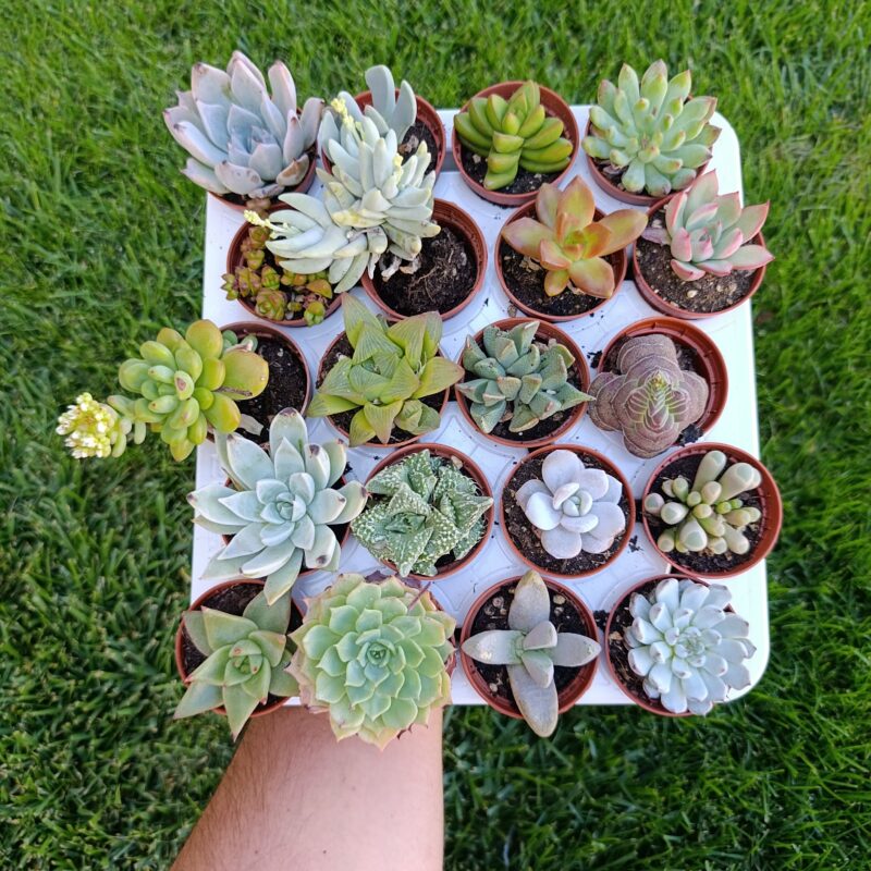 Sucu mix (20 plantas)