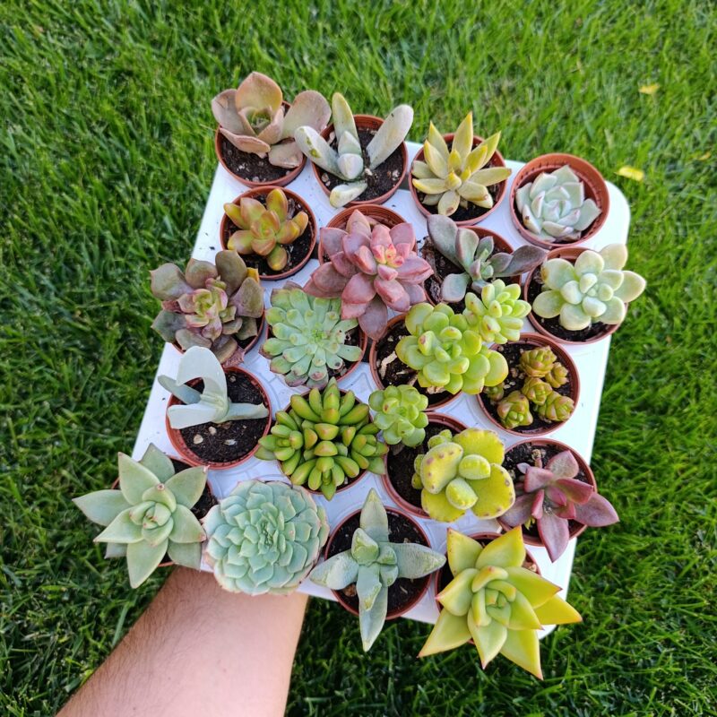 Sucu mix (20 plantas)