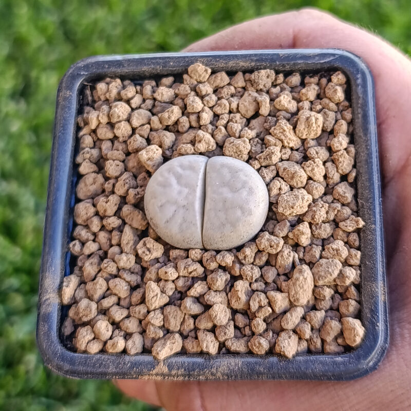 Lithops Karasmontana