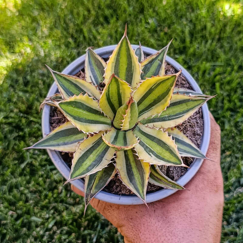 Agave Lophantha quadricolor