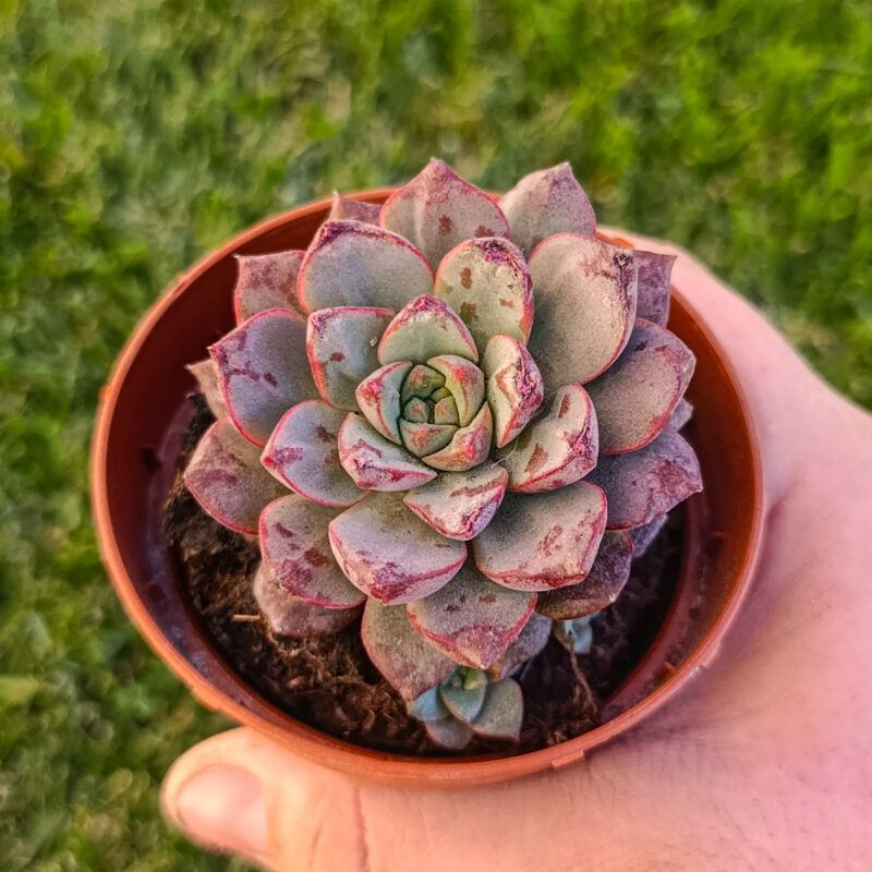 Echeveria nacre