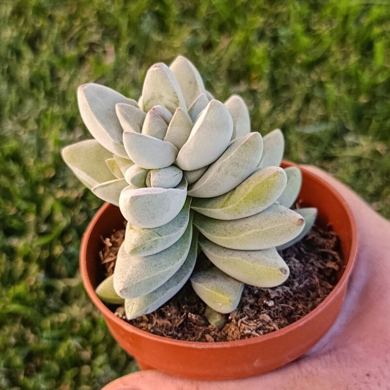 crassula ben moon