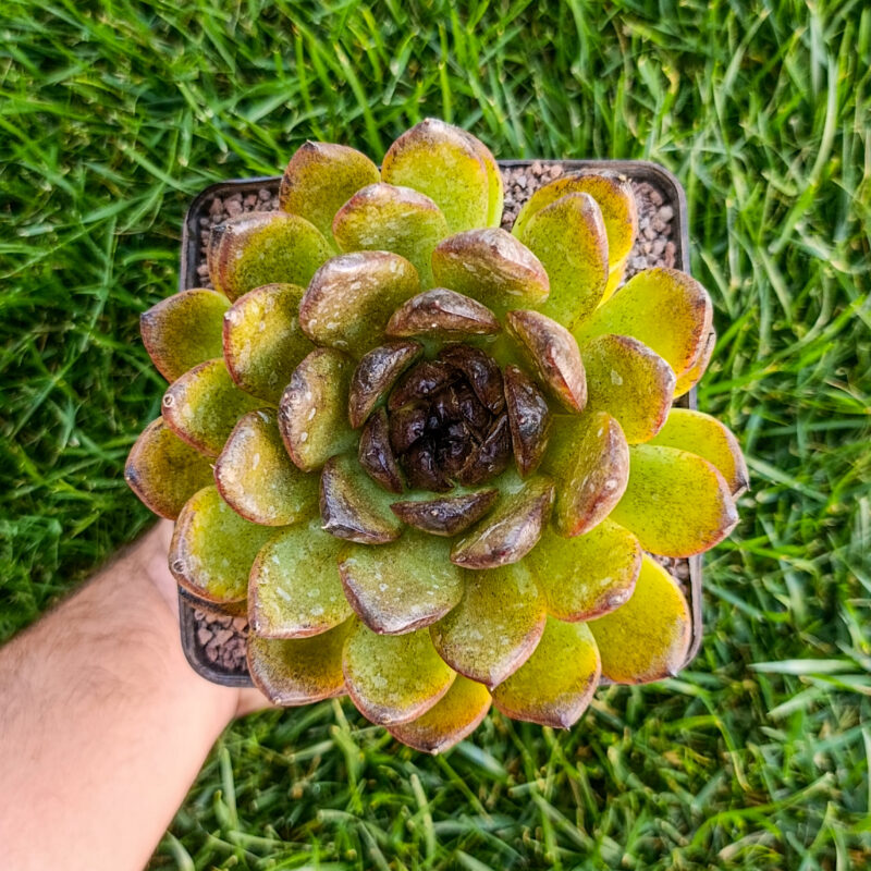 Echeveria black tiger