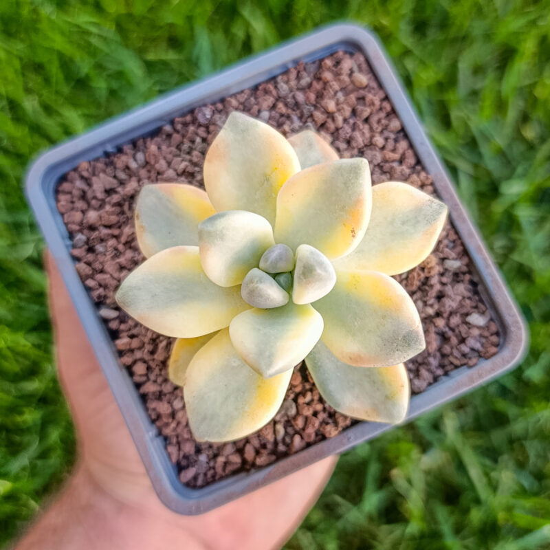 graptosedum nuit blanche