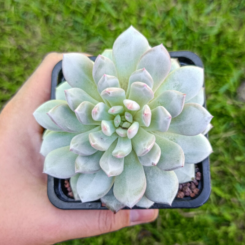 Echeveria star orange