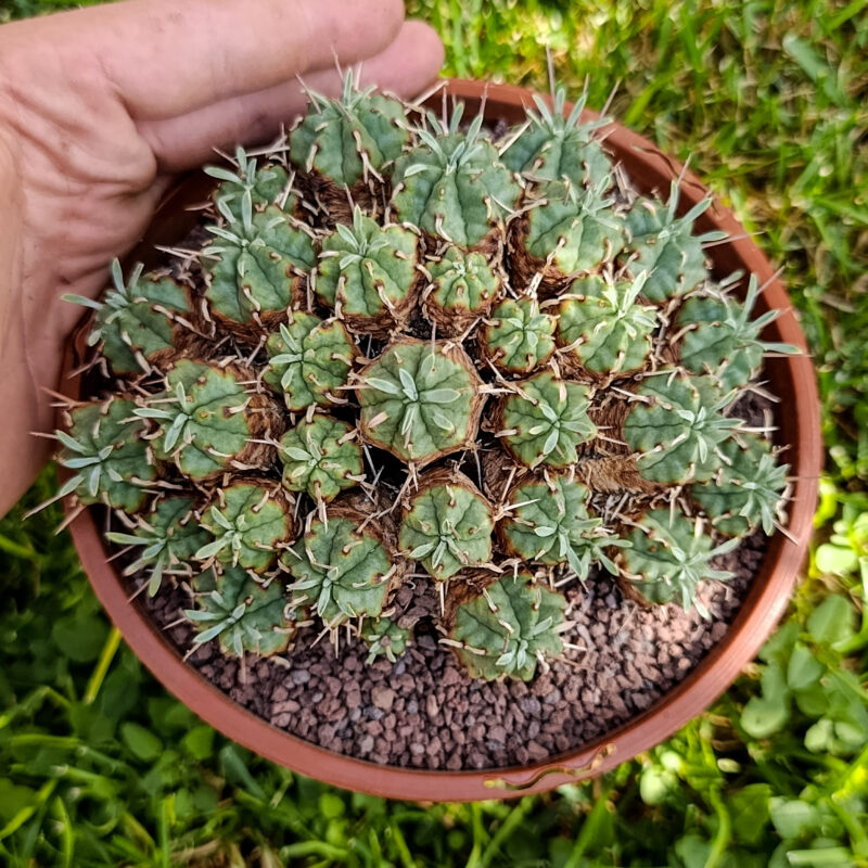 Euphorbia aggregata