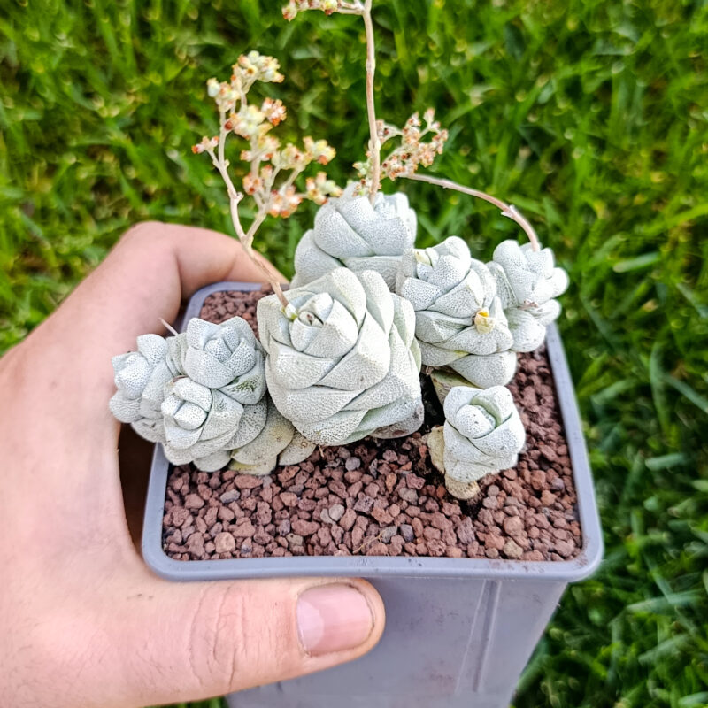Crassula deceptor