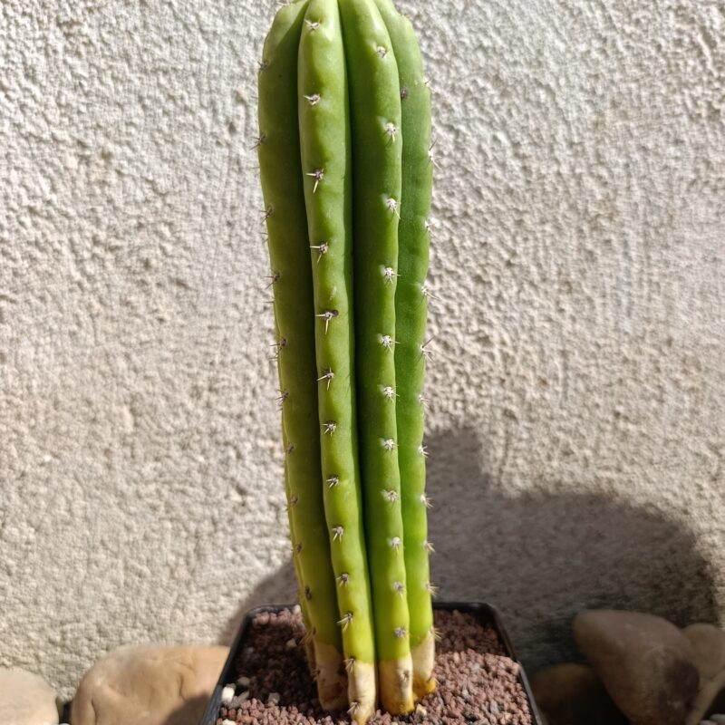 Trichocereus pachanoi