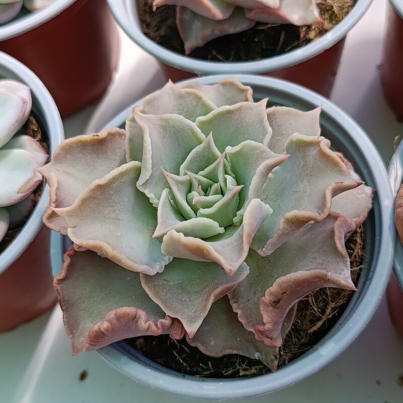 Echeveria madiba
