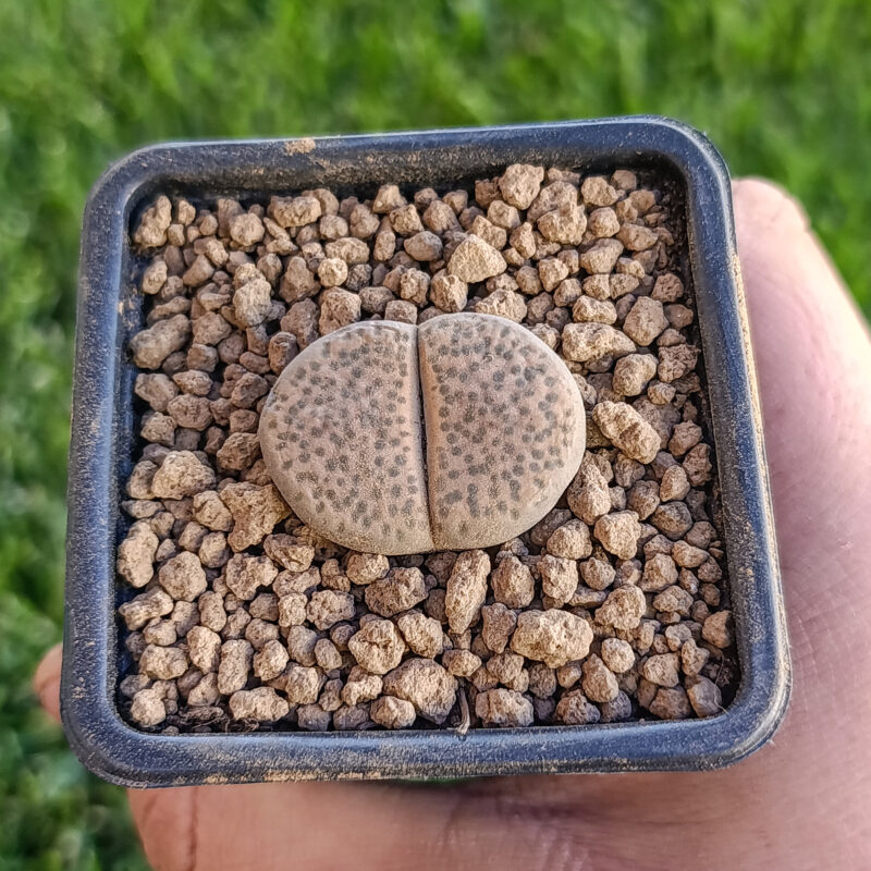 Lithops fulviceps
