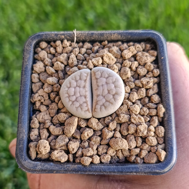 Lithops karasmontana