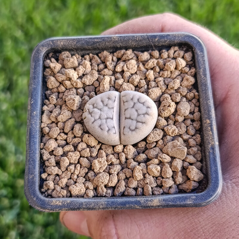 Lithops karasmontana