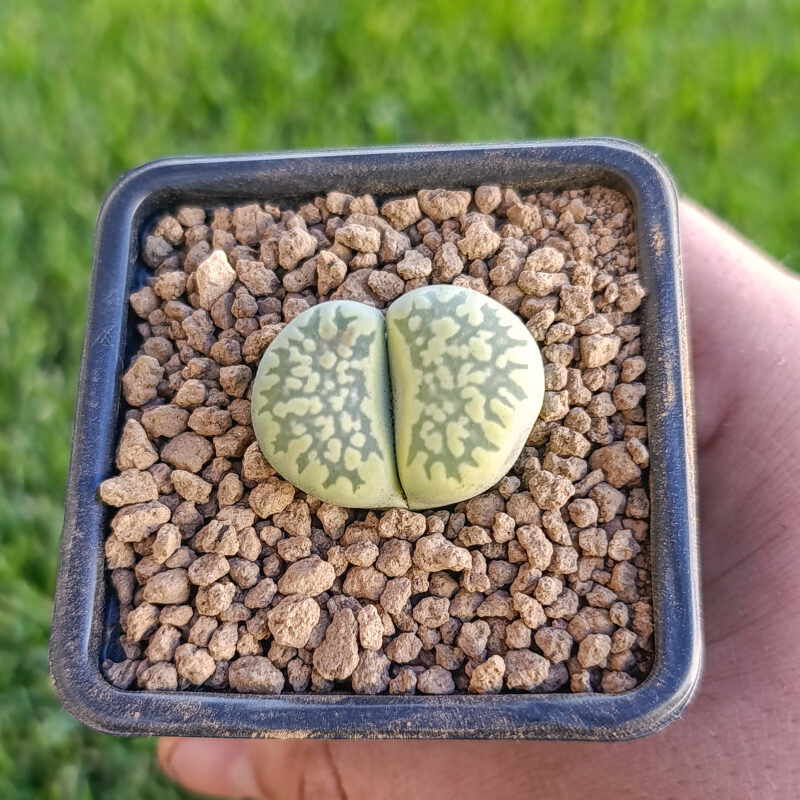 Lithops lesliei