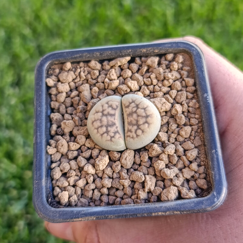 Lithops karasmontana