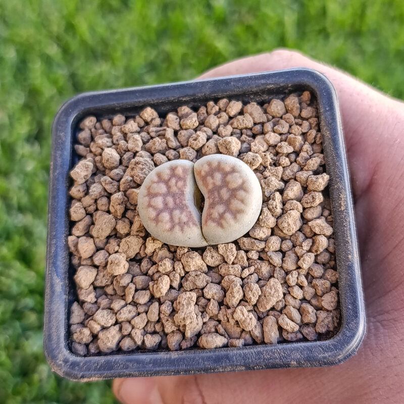 Lithops karasmontana
