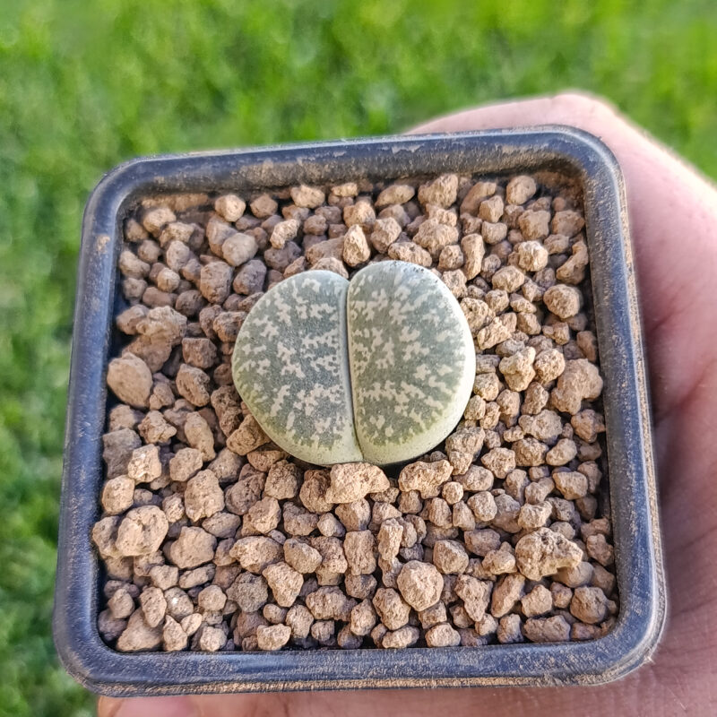 Lithops lesliei