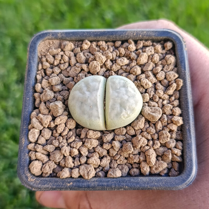 Lithops karasmontana
