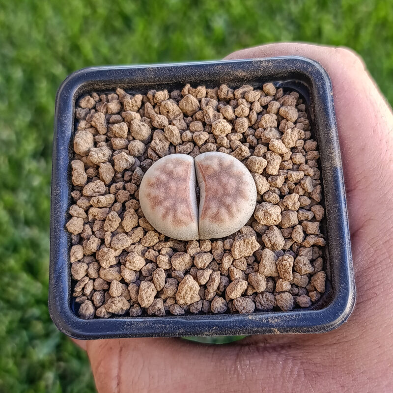 Lithops karasmontana top red