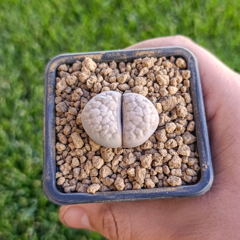 Lithops gracilidelineata
