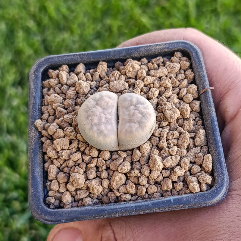 Lithops karasmontana